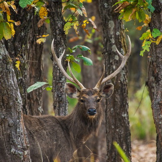Bandhavgarh - Sambar deer